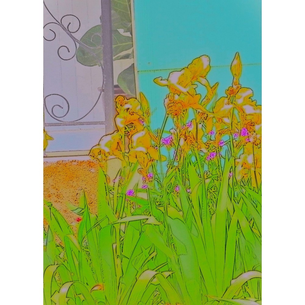 Four  8 by 10 Prints of My Iris Series of digitally enhance Photographs Signed